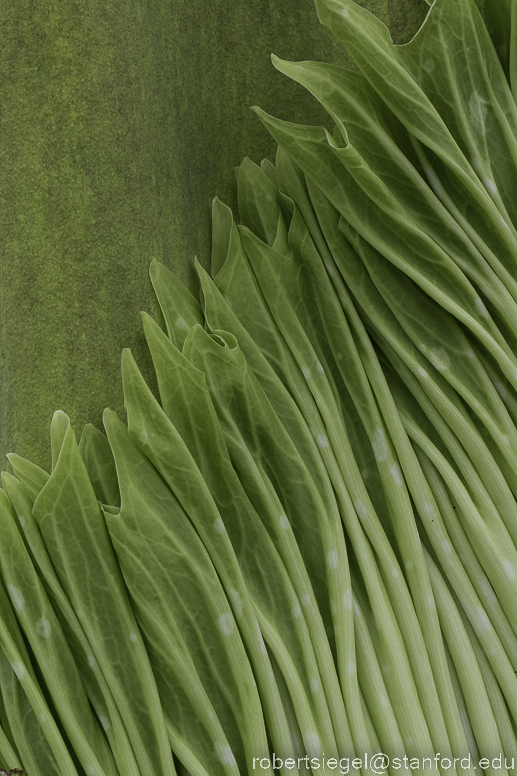 SF Conservatory of Flowers